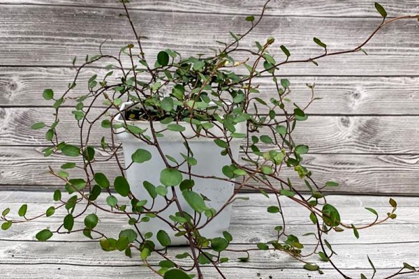 Wire Vine - Muehlenbeckia axillaris