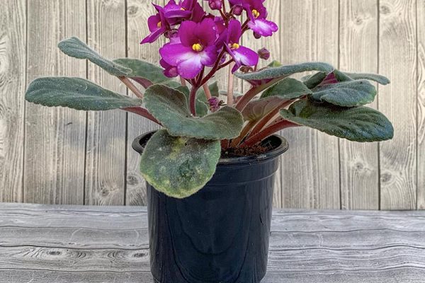 African violet