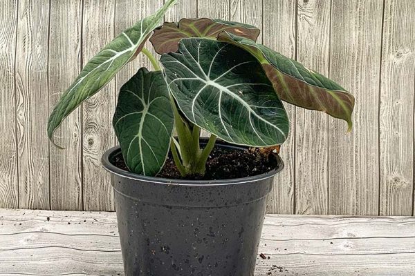 Alocasia Black Velvet