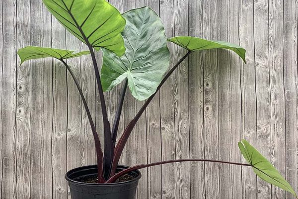 Alocasia Dark Star