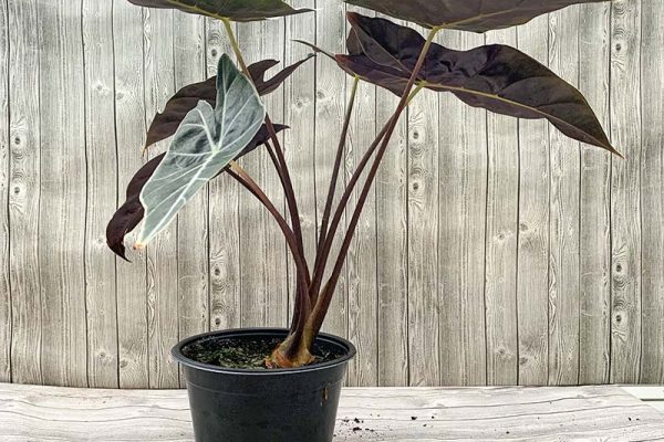 Alocasia Dragon’s Tooth