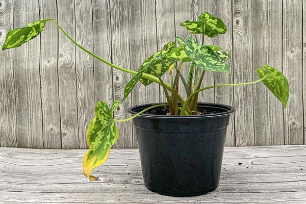 Alocasia Hilo Beauty