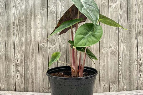 Alocasia Ivory Coast