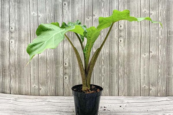 Alocasia Lone Rider