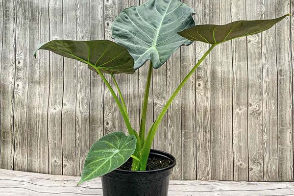 Alocasia Regal Shield