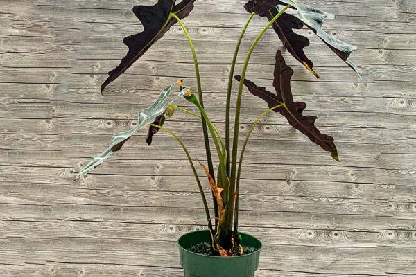 Alocasia Sanderiana Nobilis