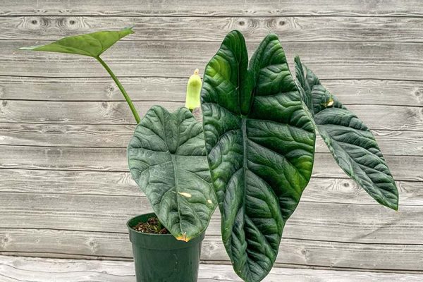 Alocasia Sinuata Quilted Dream