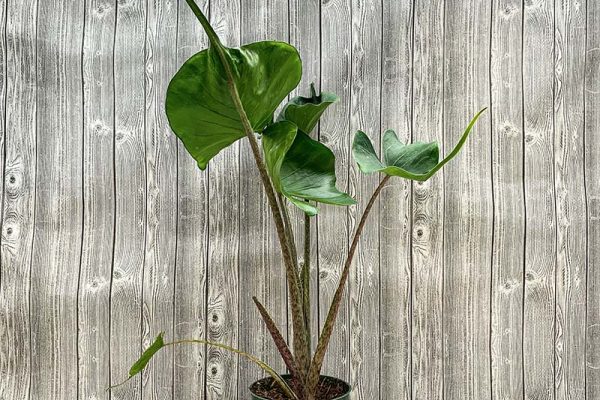 Alocasia Stringray