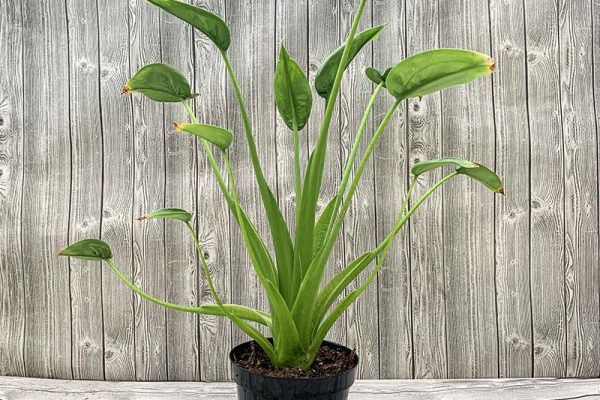 Alocasia Tiny Dancer