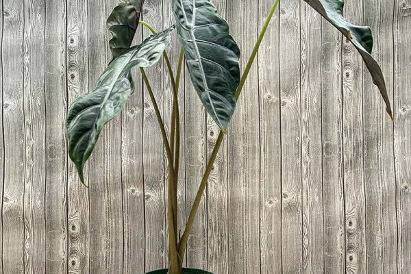 Alocasia chantrieri