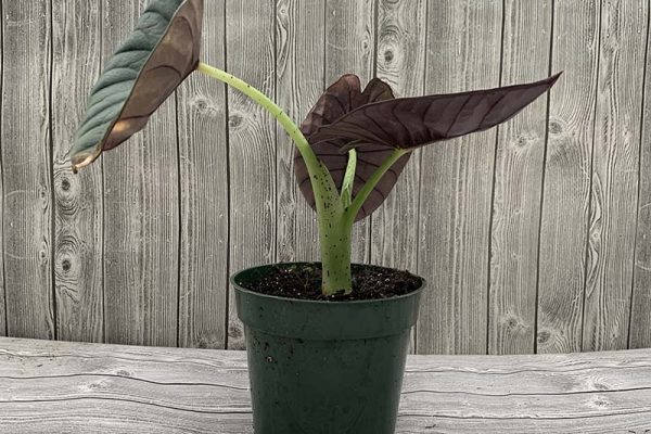 Alocasia nebula Imperialis