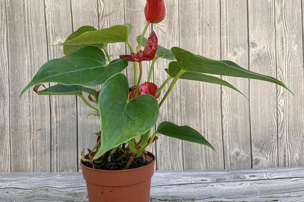 Anthurium