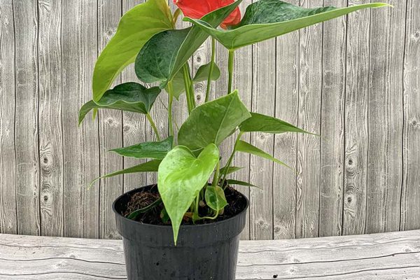 Anthurium Lovable Hearts