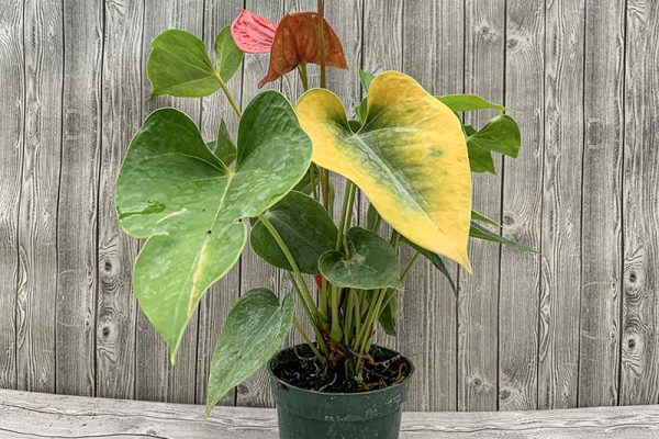 Anthurium Premium Assorted