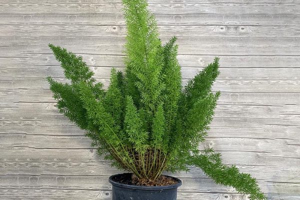 Asparagus Fern