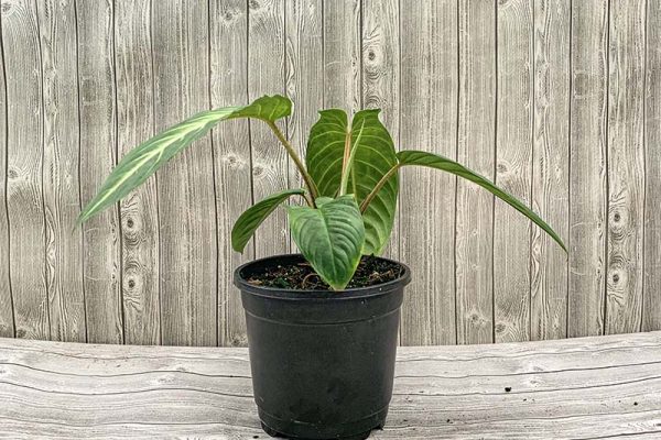 Caladium Lindenii