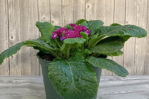 Fairy Primrose primula belarina lively lilac