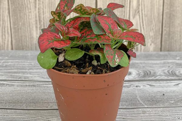 Hypoestes Polka Dot