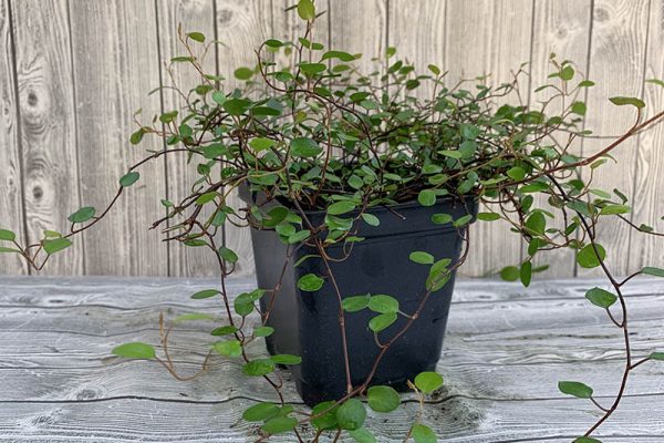 Maidenhair vine Muehlenbeckia axillaris complexa