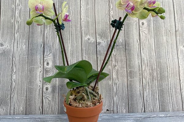 Mini phalaenopsis