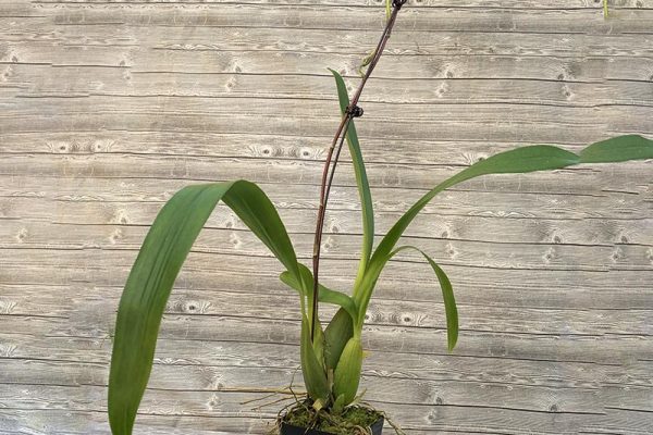 Oncidium Yellow Star Golden Gambol