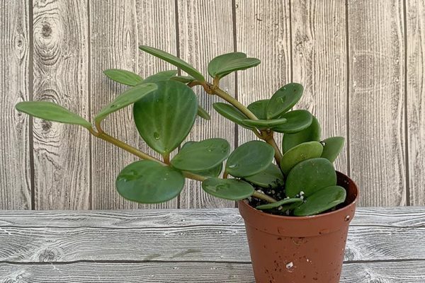 Peperomia hope