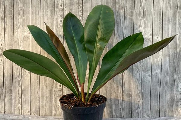 Philodendron Linneel