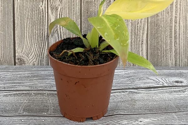 Philodendron Moonlight