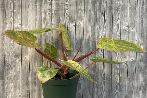 Philodendron Painted Lady