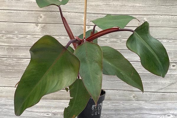 Philodendron Red Emerald