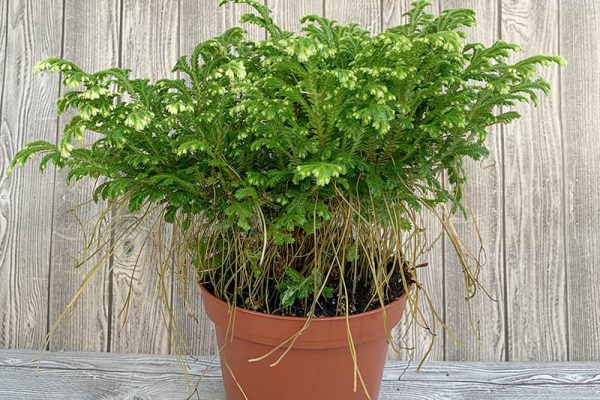 Selaginella Frosty Fern