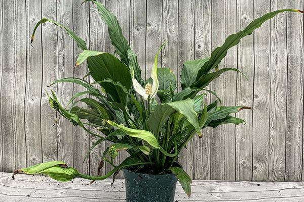 Spathiphylum Peace Lily