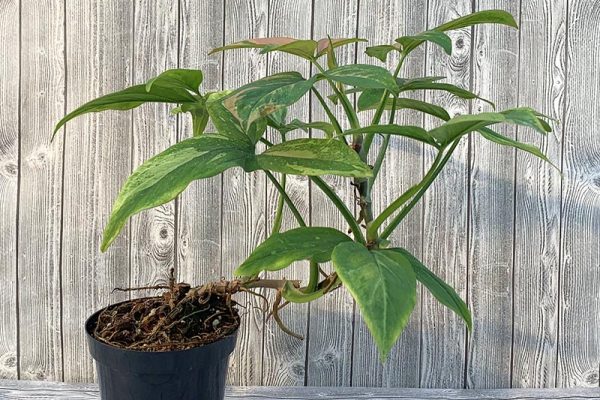 Syngonium Pink Splash