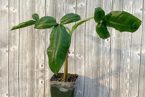 Syngonium Podophyllum Trileaf Wonder