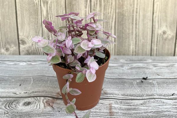 Tracescantia pink panther