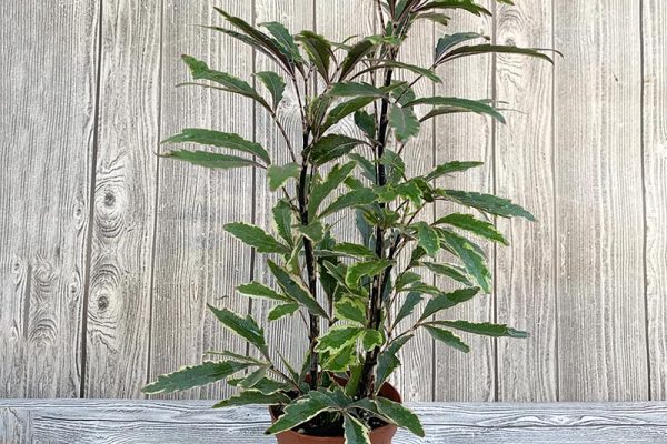 Variegated Parsley Ming Aralia