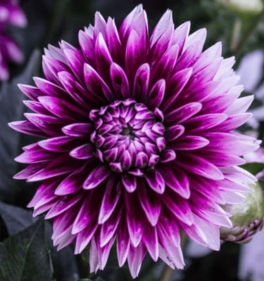 Make & Take Dahlia Class (Apr 11, 2026)