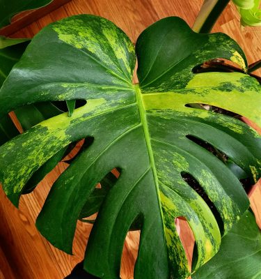 Houseplants 101 (Mar 7, 2026)