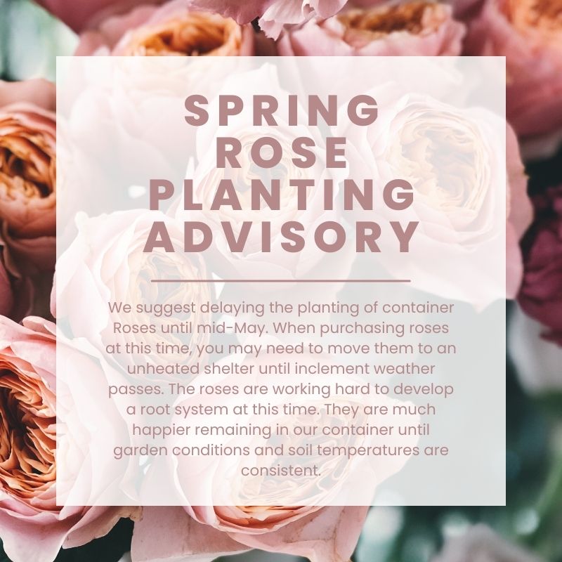 Spring Rose Planting Advisory