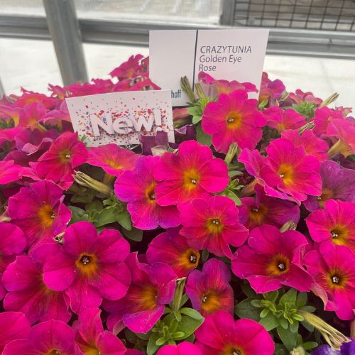 New Annuals for 2024 Class • Telly's Greenhouse