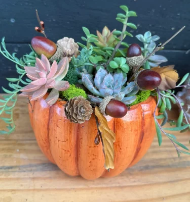 Thanksgiving Succulent Centerpiece Workshop (Nov 15)
